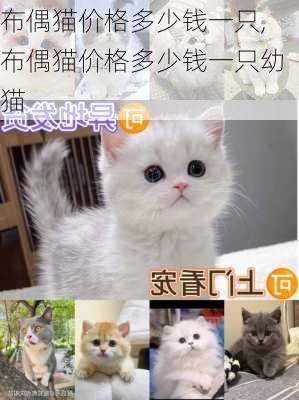 布偶猫价格多少钱一只,布偶猫价格多少钱一只幼猫