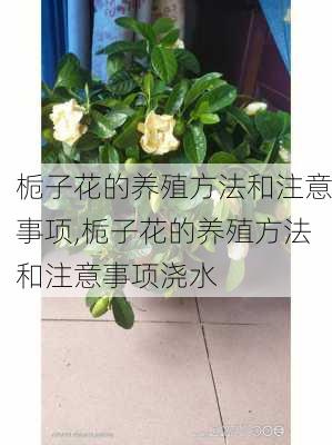 栀子花的养殖方法和注意事项,栀子花的养殖方法和注意事项浇水