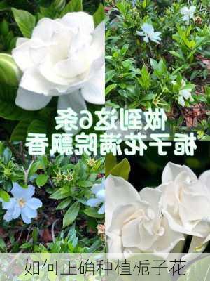 如何正确种植栀子花