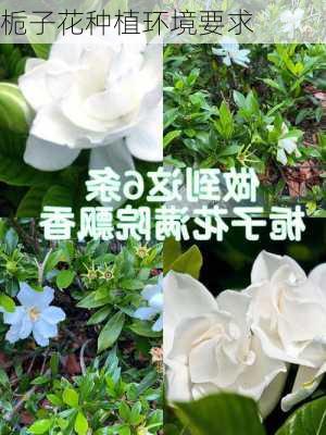 栀子花种植环境要求